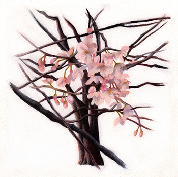 �t���[��